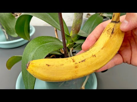 Alles, was Sie brauchen, ist eine Banane! Und die Orchideen blühen das ganze Jahr über wie verrückt!