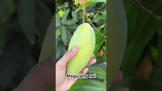 Pwede ng i harvest! #mango