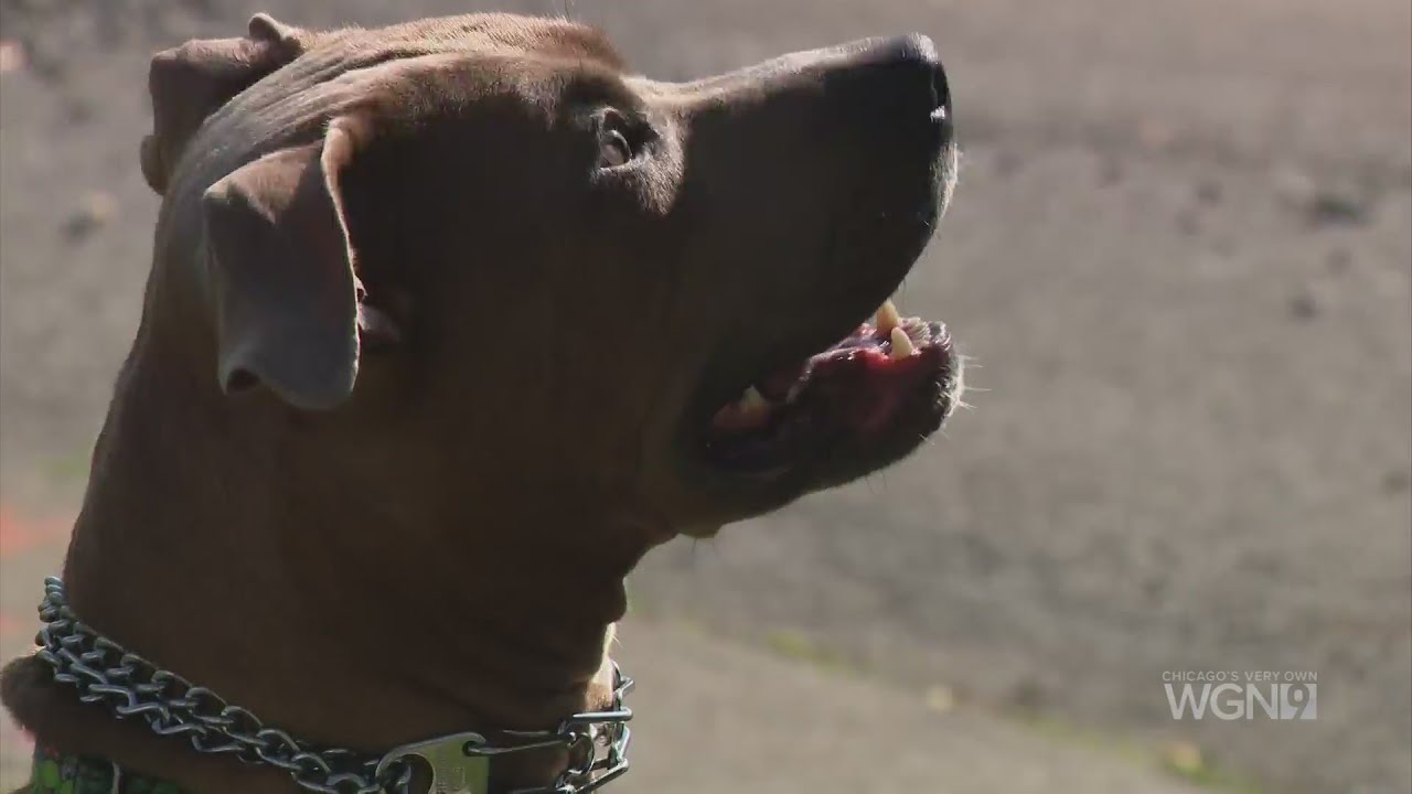 ADELANTE CHICAGO-DOG TRAINER CONCERNS