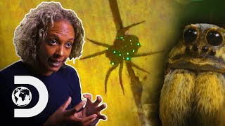 How Being A Good Mother Makes This Spider Sparkle | Nature's Strangest Mysteries Solved