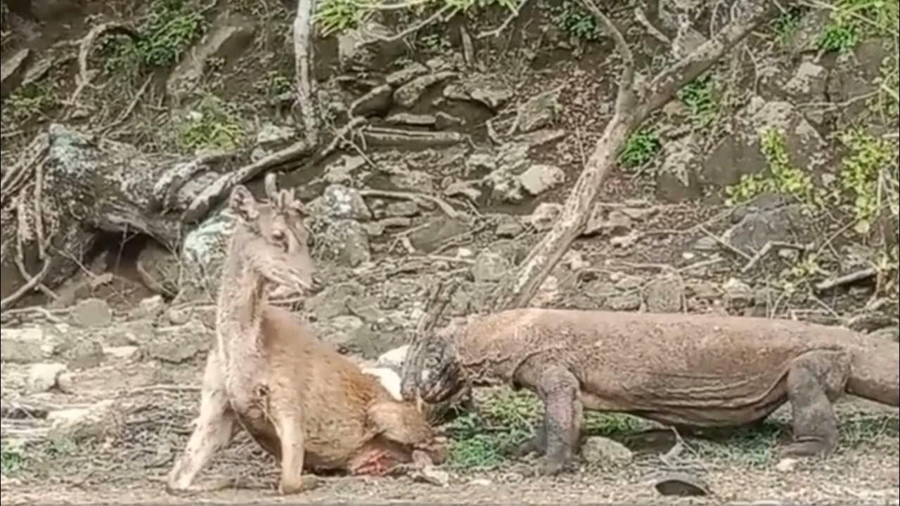 komodo dragon eating deer || GIS News || - YouTube