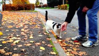 Cats_Rudolstadt_2012_10