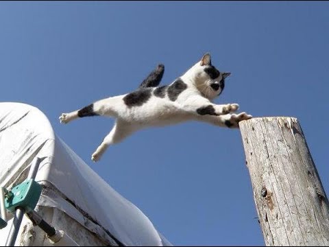 飛び猫 ジャンプ猫の跳躍力がすげぇ ｗ Jumping Ability Of Flying Cat Is Amazing Youtube