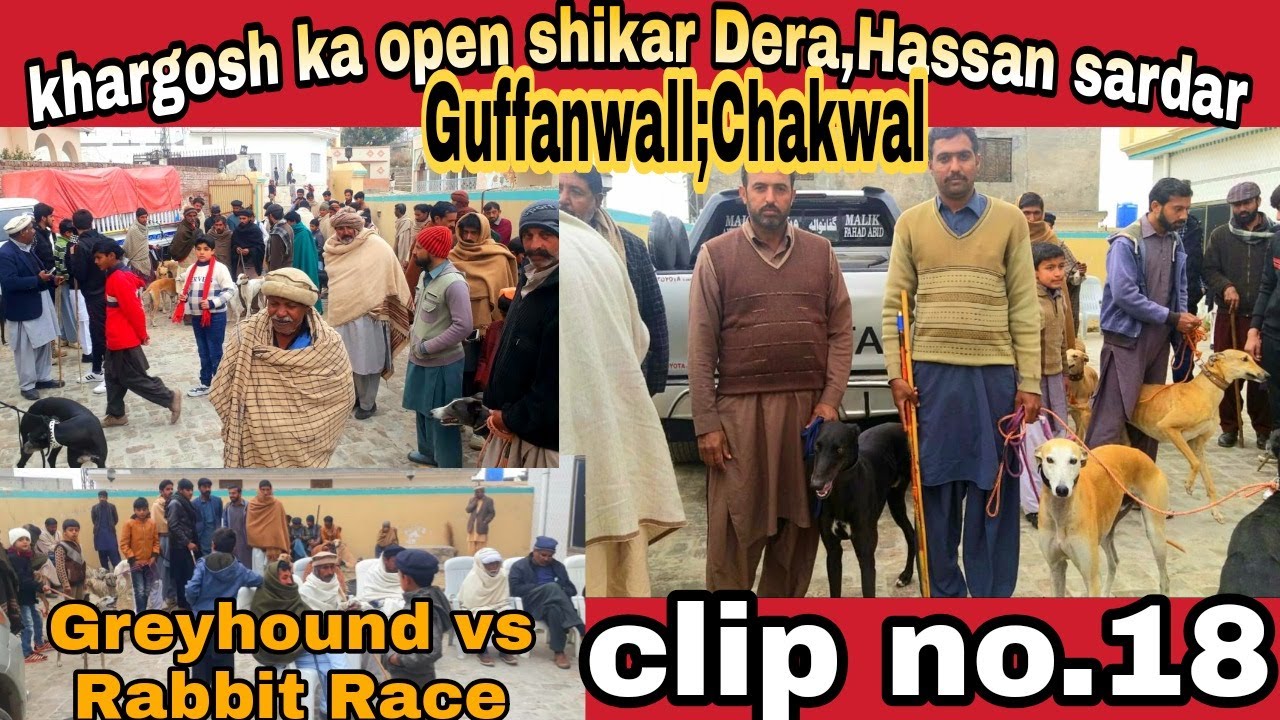 greyhound racing video | dog race 2021 | hunting dogs vs rabbit