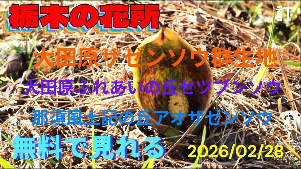 無料で見れる栃木の花所　大田原ザゼンソウ群生地　大田原ふれあいの丘セツブンソウ　那須風土記の丘アオザゼンソウ　きせつの風　2026/02/28撮影　訂正