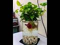 money plant act as a water purifier for betta fish🥰 #viral #fish #shortsvideo