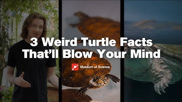 3 Weird Turtle Facts That’ll Blow Your Mind