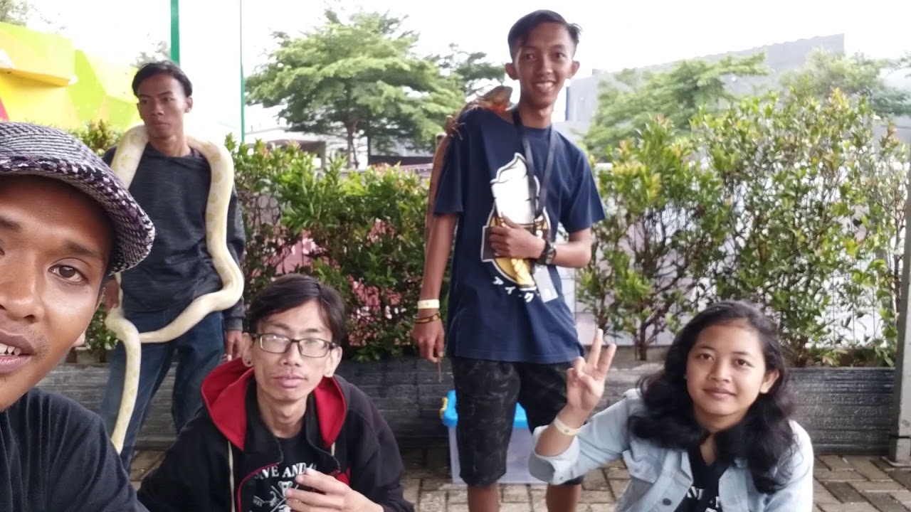 MINI BARN EDUKASI  BERSAMA KOMUNITAS REPTIL  BSD YouTube