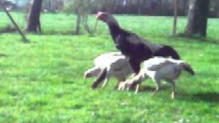 Shamo rooster with hens