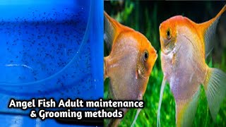 Angel Fish Farm in Coimbatore in Tamil/ Adult Fish Maintenance & grooming Methods 1 to 30 days