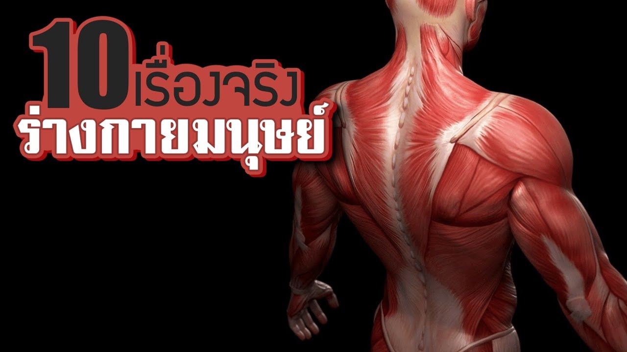 10 เรื่องจริงของ ร่างกายมนุษย์ (Human Body) ที่คุณอาจไม่เคยรู้ ~ LUPAS ...