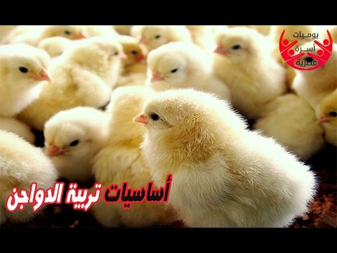 فيديو: كيفية تربية كتاكيت التسمين