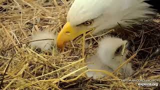 Decorah Eagles - North Nest 04.04.2024