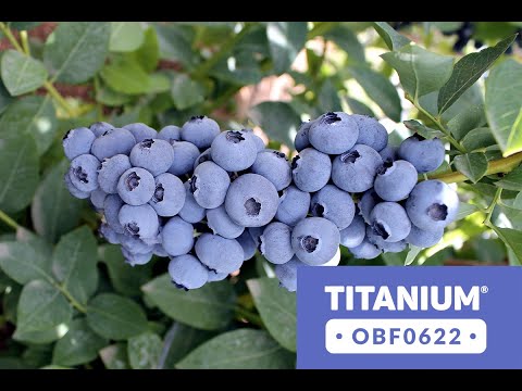 მოცვის  ახალი ჯიში - ტიტანიუმი