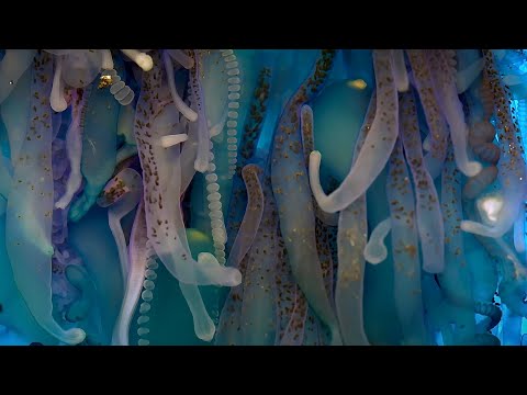 Video: The fascinating underwater world of the oceans
