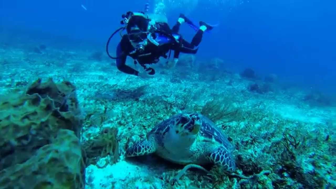 Scuba Diving in Playa del Carmen, Mexico - YouTube