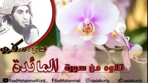 تلاوة من سورة المائدة - القارئ رعد الكردي - 🌸🍃