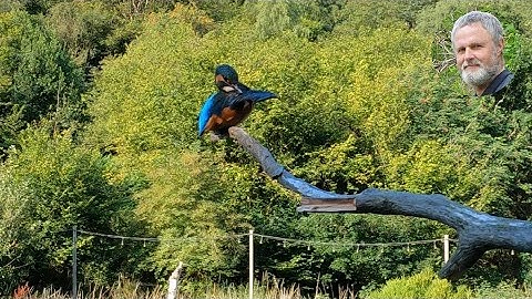 GoPro 9 - Kingfisher preening (4K)