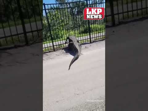 Giant alligator bends metal fence while forcing its way through. #aligators #wildlife #shortsfeed