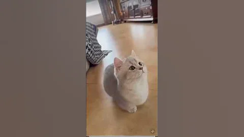 Video 10260081: cats catlover cutecat funnycats, cat cutecat dancing funnycats, cats catlover cutecat funny, catlover cutecat love funny, pretty cat, cat animals love, best cat