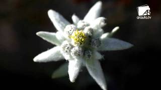 edelweiss Deutsch Alemão Germany -  Freddy Breck
