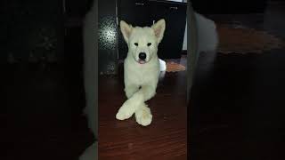Olive the Cute Dog | Too Adorable to Ignore ❤️ #Shorts#Olive #DogShorts #CuteDog #PetLover #DogVideo