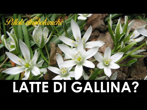 Video: Vantaggi dell'astragalo: coltivare erbe di astragalo in giardino