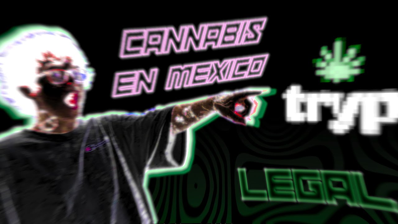 🍃 ¡¿¡VENDEN CANNABIS LEGAL EN MEXICO!?! 🍃 ¡A DOMICILIO! 😲💚🤯