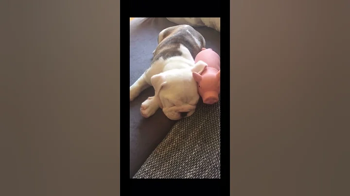 Baby brisket #englishbulldog #bulldog #bullylove #dog #short  #bully #englishbulldog #puppy