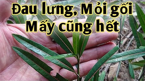 Bài thuốc trị đau nhức xương khớp, tê bì chân tay, nức gót chân, đinh nhọt. PHAN HẢI Channel.