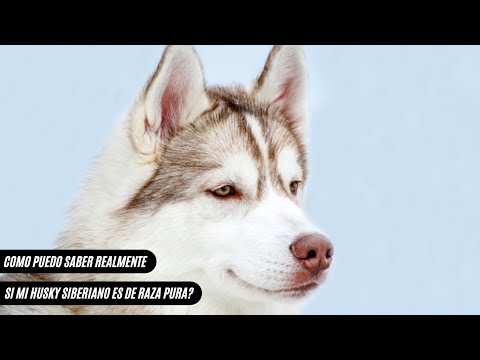 Como puedo saber realmente si mi husky siberiano es puro? hqdefault