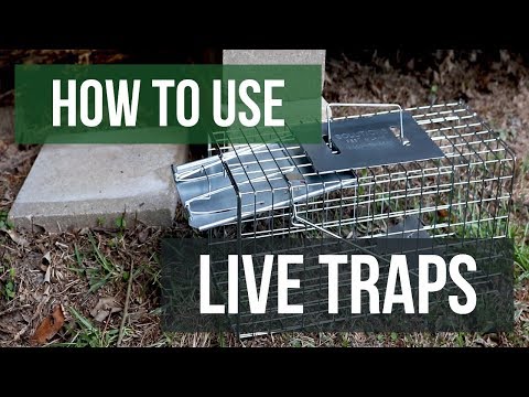 How To Use Live Traps (4 Easy Steps)