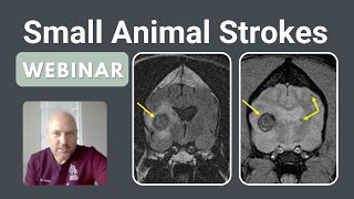Small Animal Cerebrovascular Accidents(Strokes) | Webinar