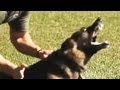 K9 hard hitting takedowns and apprehensions