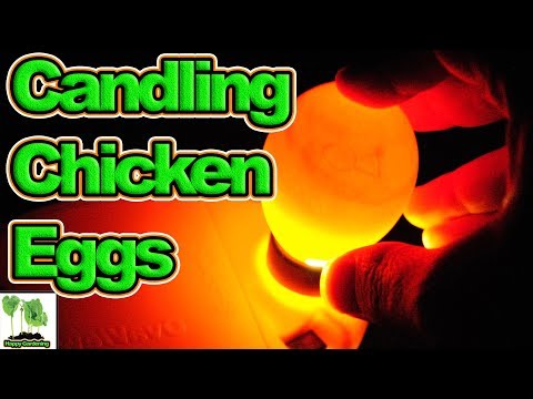 How To Candle Chicken Eggs