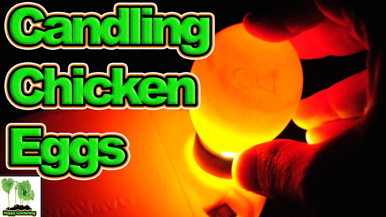 How To Candle Chicken Eggs YouTube