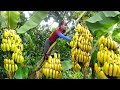 Harvesting banana goes to market sell vegetable care  tiu vn daily life