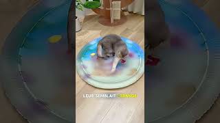 Il a trouvé l’astuce parfaite pour que son chat ad #short