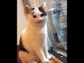smiling cat