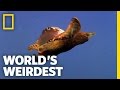 Underwater Love Chain | World's Weirdest