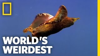 Underwater Love Chain | World's Weirdest