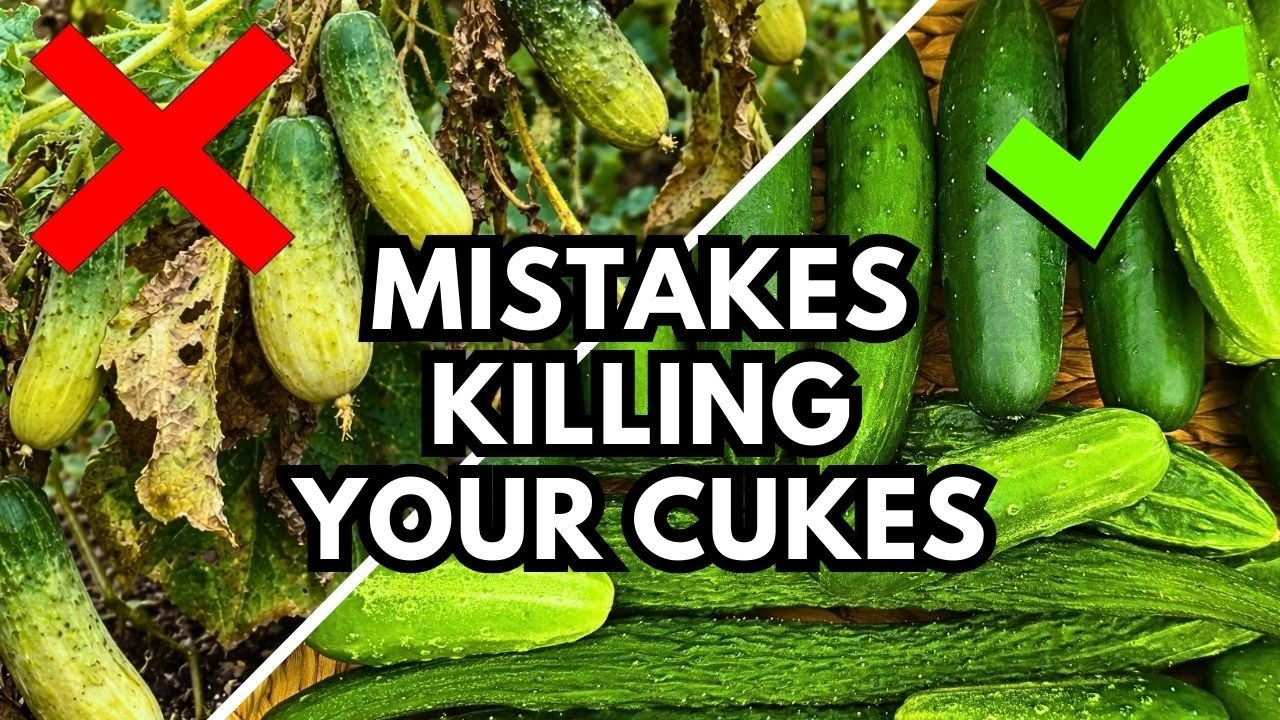 10 самых распространенных ошибок, которые допускает каждый садовод при выращивании огурцов.