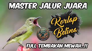 Dahsyat ! MASTERAN KOLIBRI MANGGAR BETINA FULL TEMBAKAN