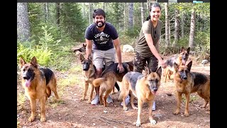 Hiking with 11 German Shepherds