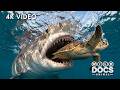 ABROLHOS SECRETS | Hidden Creatures Among Sunken Shipwrecks | Full Documentary