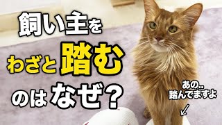 【衝撃】猫が飼い主をわざと踏む理由10選