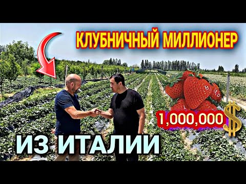 Самый Доходный Сорт Клубники | Интервю С Миллионером Франко Зенки