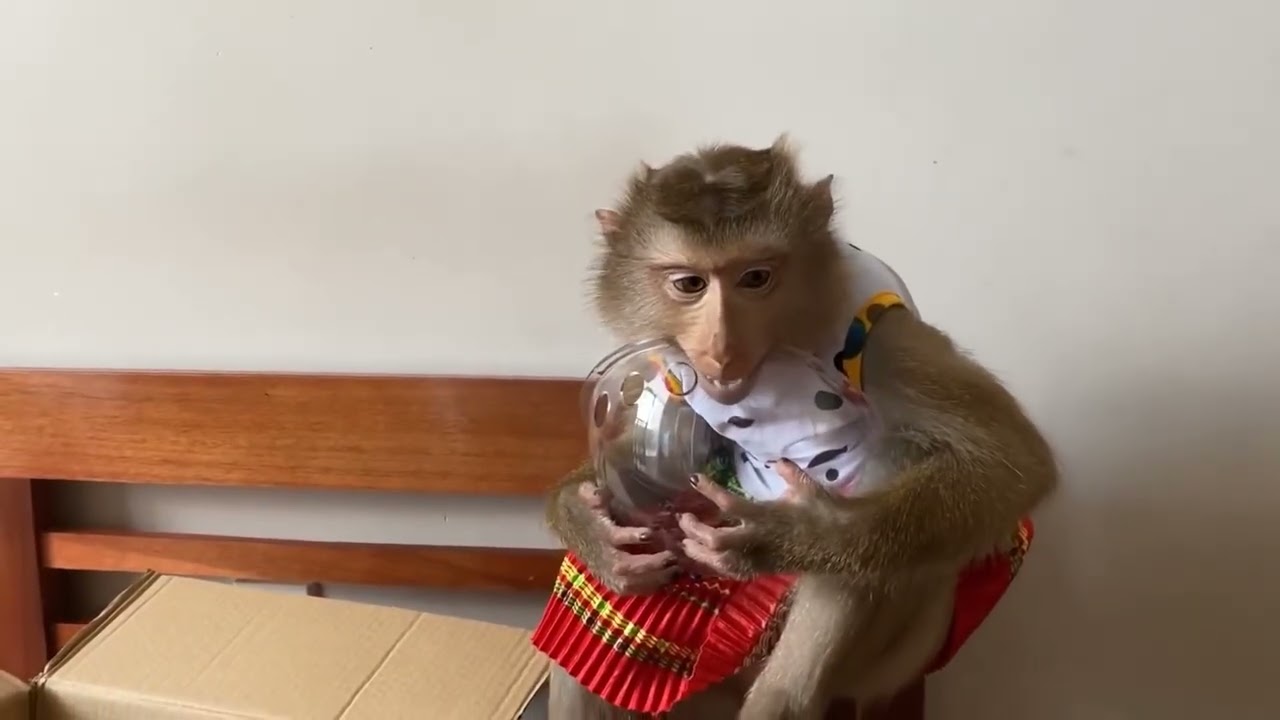 Monkey Baby Nui   Which outfit will Nui wear today flipped