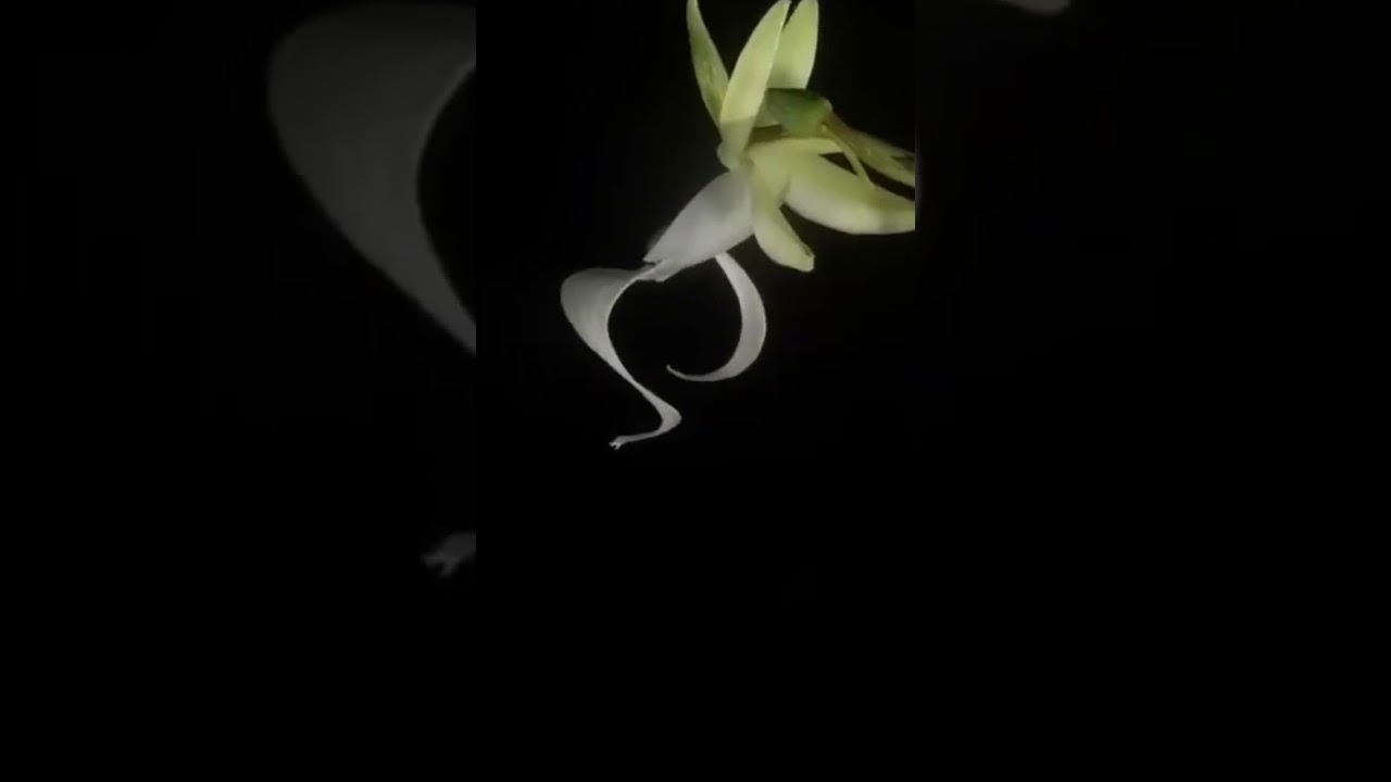 In Search of the Elusive Ghost Orchid: Saving a Rare and Endangered Beauty