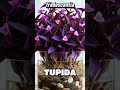 haz #crecer tu #tradescantia #rápido y #hermosa